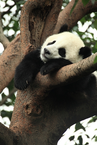 google panda 3.92